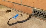 Dois australianos um tanto corajosos fotografaram um processo complicado de resgate: a libertação de uma cobra tigre (Notechis scutatus) presa em uma grade