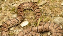 Cientistas descobrem espécie de cobra a partir de post no Instagram