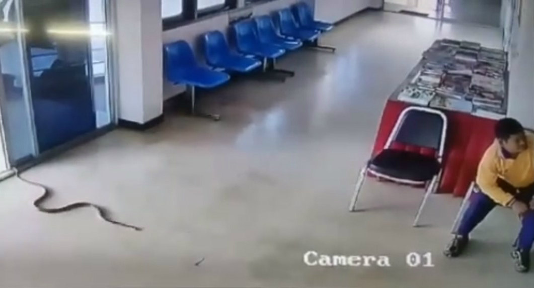 Resultado de imagem para cobra invade delegacia