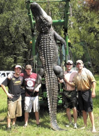 Crocodilo gigantesco causa entupimento de esgoto #criador