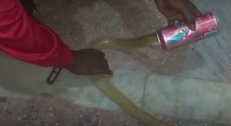 Serpente extremamente letal ficou presa dentro de lata de cerveja jogada no lixo