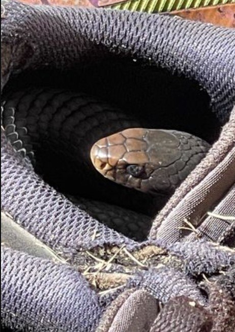 Você consegue identificar todas essas cobras letais?