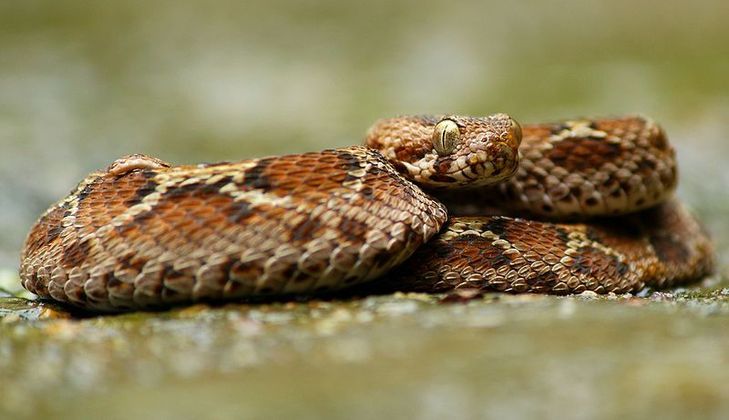 Elas são geralmente encontradas em regiões secas da África, Oriente Médio, Índia e Sri LankaCONTINUE POR AQUI: Gata foge de funcionários de aeroporto por três semanas até finalmente ser capturada