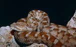 Leitores do HORA 7 provavelmente já têm uma noção de quais são as cobras com os venenos mais poderosos do mundo — a taipan e a cobra-marrom, ambas da Austrália, um lugar onde ficar vivo não é tão simples assim. Mas cientistas apresentaram aquelas que podem ser as cobras mais mortais do mundo: as espécies que pertencem ao gênero de víboras Echis, que não têm nome em português