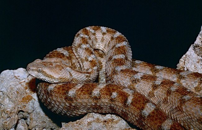 Leitores do HORA 7 provavelmente já têm uma noção de quais são as cobras com os venenos mais poderosos do mundo — a taipan e a cobra-marrom, ambas da Austrália, um lugar onde ficar vivo não é tão simples assim. Mas cientistas apresentaram aquelas que podem ser as cobras mais mortais do mundo: as espécies que pertencem ao gênero de víboras Echis, que não têm nome em português