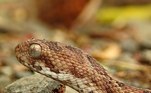 Tudo porque as víboras Echis são mais agressivas que suas colegas com supervenenos. Além disso, elas se camuflam em regiões rochosas, o que torna difícil sua identificação, e são pequenas, com cerca de 90 cmLEIA MAIS: Planeta Maluco: as imagens mais estranhas da semana tiradas ao redor do mundo