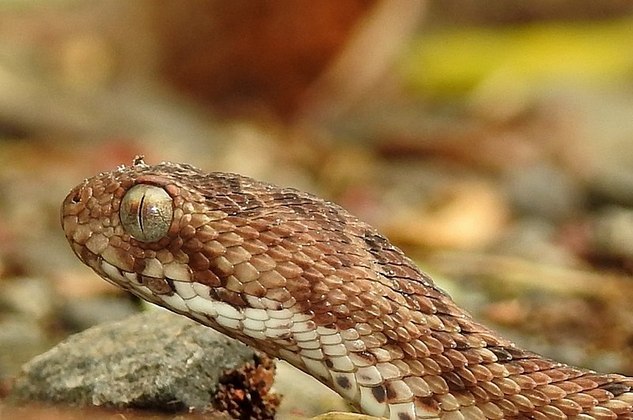 Esta é a Cobra Mais Letal do Mundo