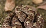 Para chegarem à resposta sobre a mortalidade dessas víboras, biólogos reuniram dados que mostram que elas provavelmente causam mais mortes humanas que qualquer outra cobra, mesmo não tendo o veneno mais poderoso de todos
