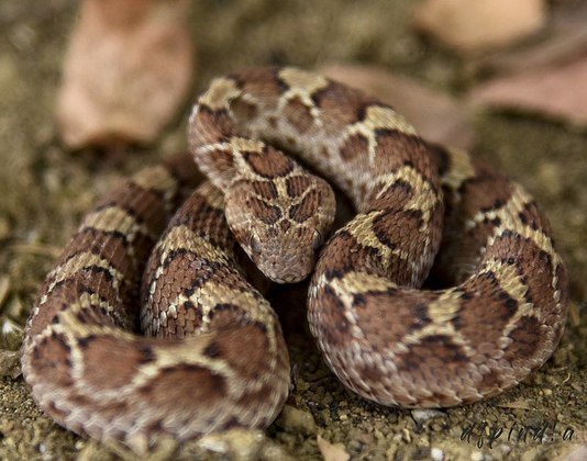 Para chegarem à resposta sobre a mortalidade dessas víboras, biólogos reuniram dados que mostram que elas provavelmente causam mais mortes humanas que qualquer outra cobra, mesmo não tendo o veneno mais poderoso de todos