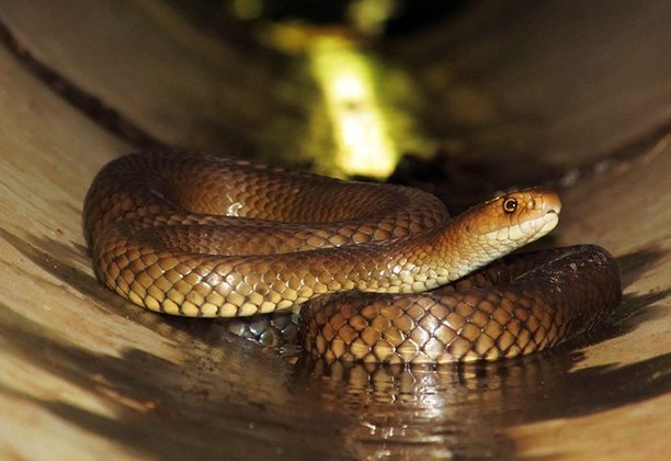 Cobra Marrom - É a cobra que mais mata na Austrália. Seu veneno é tão poderoso que até um filhote pode matar um ser humano. Basta 0,03 mg por quilo para ser letal. E, quando ela pica, injeta de 5 a 10 mg. 