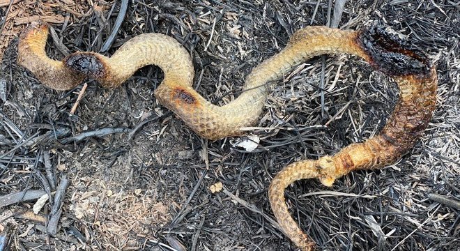 Cobra morta em incêndio do Pantanal