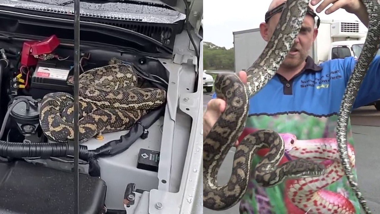 Mãe acorda com choro de bebê atacado por rato gigante e canibal - Fotos -  R7 Hora 7