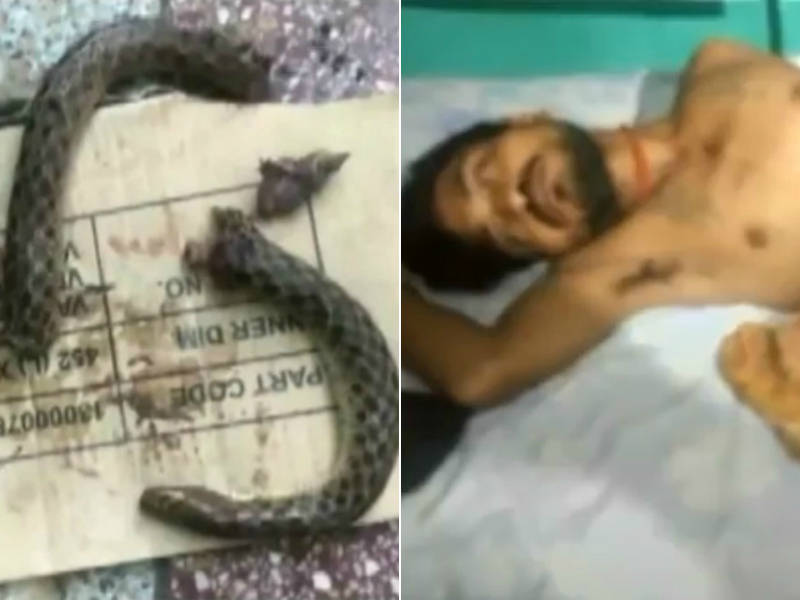 Desespero! Criança é picada após pisar em serpente venenosa; vídeo, Curiosidades