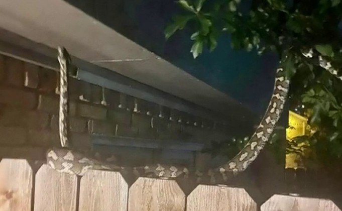 Uma cobra gigantesca foi vista passeando em um bairro de Houston, uma das maiores metrópoles do Texas