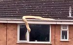 Uma britânica tomou o susto da vida ao chegar em casa e dar de cara com uma cobra sorrateira que tentava entrar pela janela. Para tornar tudo ainda mais assustador, não era uma cobra comum, mas um píton gigantesca de cerca de 5,5 m!