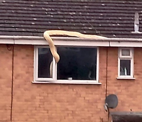 Uma britânica tomou o susto da vida ao chegar em casa e dar de cara com uma cobra sorrateira que tentava entrar pela janela. Para tornar tudo ainda mais assustador, não era uma cobra comum, mas um píton gigantesca de cerca de 5,5 m!