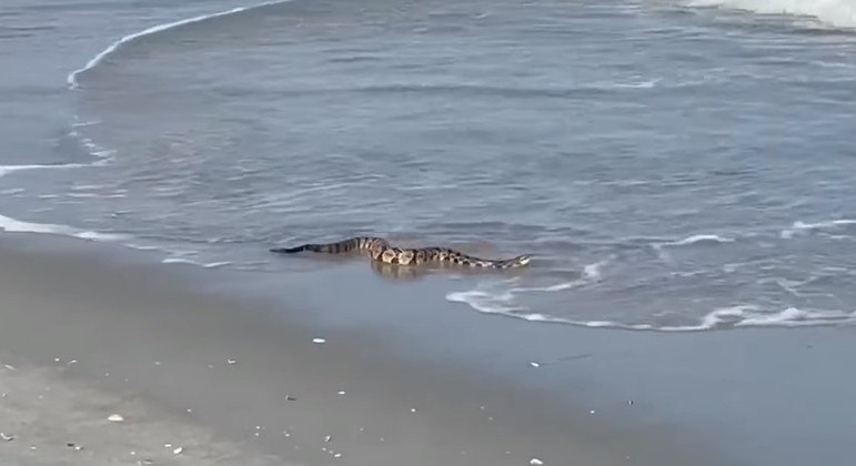 Esta cobra venenosa só queria curtir um pouco o mar