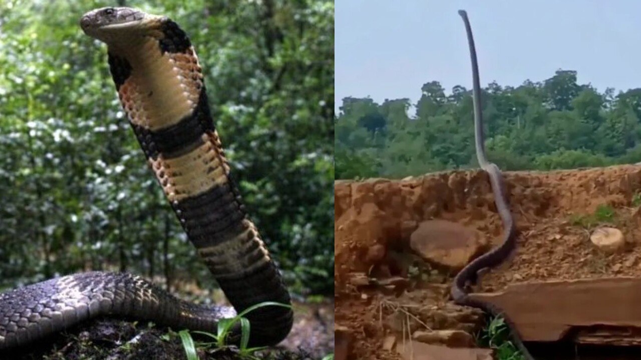 Conheça 10 curiosidades sobre a cobra-rei, a maior serpente