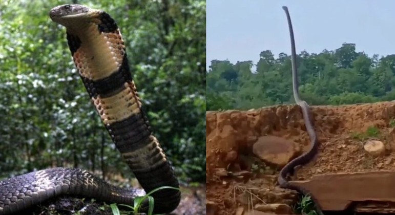 Poucas coisas na natureza são mais assustadoras do que uma cobra