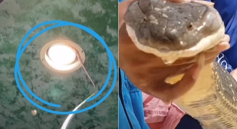 Vídeo flagra serpente azul devorando cascavel venenosa - Mega Curioso