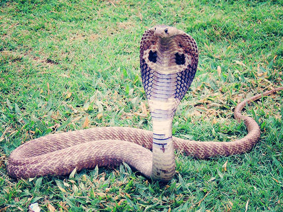 Cobra Real - Originária da Ásia, habita florestas na Índia e na China. É a cobra venenosa mais longa do mundo. Geralmente, tem de 3 a 4 metros. E a maior já registrada chegou a 5,85m. Também tem capuz no rosto. 