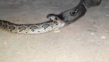 Filmagem rara e assustadora mostra maior cobra venenosa do mundo devorando píton gigante