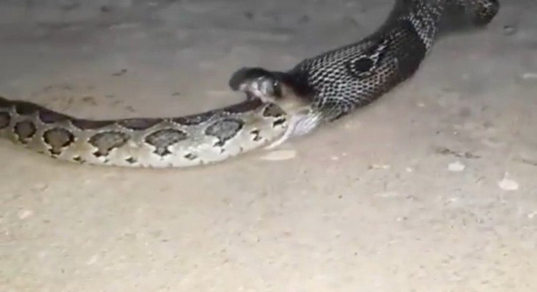 O jantar da cobra-real  foi farto