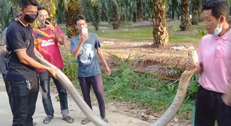 Homem capturou cobra-real com comprimento de Kombi, em Ao Nang, na Tailândia