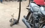 Felizmente, ninguém ficou ferido. O réptil foi capturado e entregue ao departamento florestal localJá outra cobra-rei só queria saber de esfriar a cabeça. Entenda a seguir!