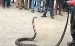 A cobra-rei (Ophiophagus hannah), conhecida também como cobra-real, é a maior cobra venenosa do mundo