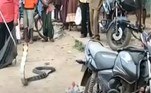 A situação só foi resolvida com a chegada de um especialista no manejo de serpentesVeja também: Caçador de OVNIs encontra 'criatura com tentáculos' em foto de Marte