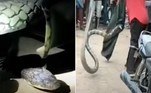 Uma cobra-rei com cerca de 4 m de comprimento — equivalente ao de um Fusca — praticamente atropelou uma moto, no vilarejo de Poleru, na Índia