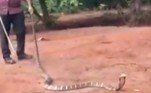 Segundo a emissora New Delhi Television, a serpente venenosa tinha entre 3,6 m e 4,5 m