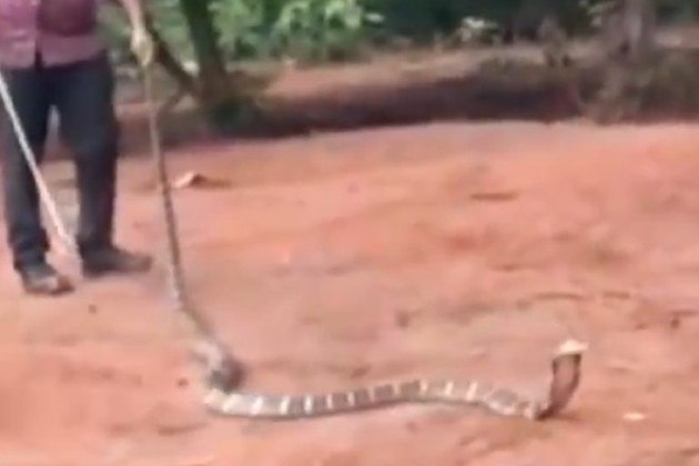 Segundo a emissora New Delhi Television, a serpente venenosa tinha entre 3,6 m e 4,5 m