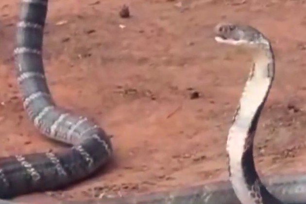 A cobra-rei (Ophiophagus hannah), conhecida também como cobra-real, é a maior cobra venenosa do mundo, natural de regiões da Índia e do Sudeste AsiáticoJá em uma casa de família, especialistas encontraram 19 cobras super venenosas. Confira a seguir!