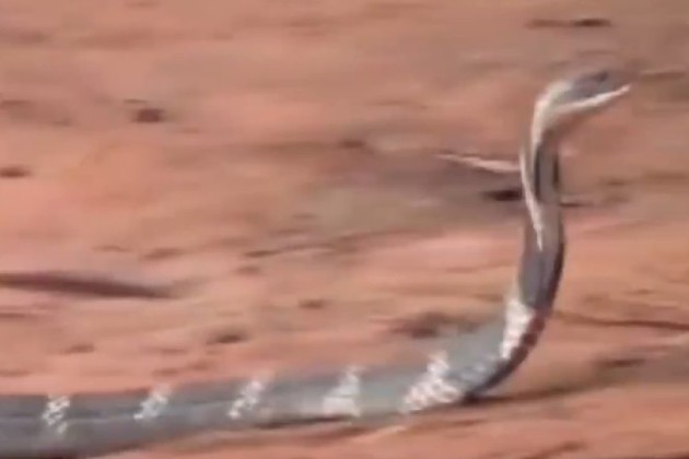 O resgate durou aproximadamente 1h para ser concluídoVeja também: Fazendeiro encontra cabra de estimação sendo devorada por píton