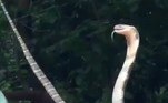Após se depararem com o animal no poço, moradores acionaram o departamento florestal local