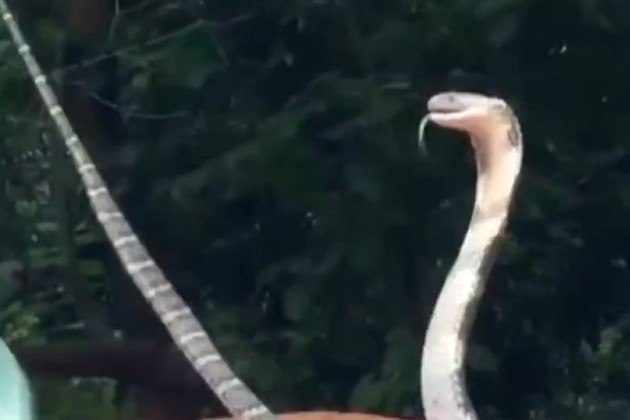 Após se depararem com o animal no poço, moradores acionaram o departamento florestal local