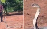 Um cobra-rei com o comprimento equivalente ao de uma Kombi foi resgatada de dentro de um poço, em um vilarejo do distrito de Ganjam, na Índia