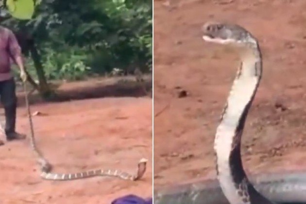 Um cobra-rei com o comprimento equivalente ao de uma Kombi foi resgatada de dentro de um poço, em um vilarejo do distrito de Ganjam, na Índia