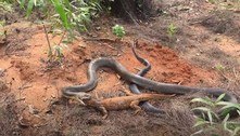 Encontro assustador: cobra muito venenosa devora lagarto gigante