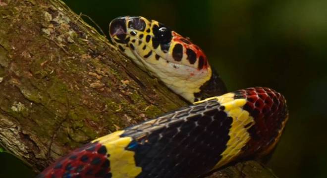 Acreditava-se que a cobra Rhinobothryum bovallii estava extinta em Honduras desde 1965