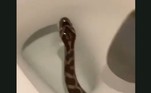 Um vídeo um tanto assustador mostrou uma cobra saindo do vaso, no Texas