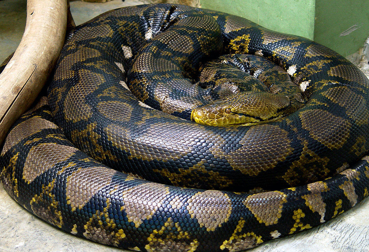 Esqueleto de serpente gigante de 130 m assusta internautas pelo Google  Street View, Curiosidades