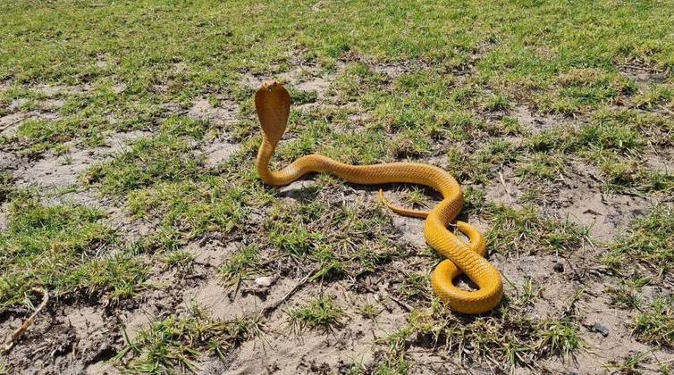 A serpente foi identificada como uma cobra do Cabo (Naja nivea, uma naja de cor clara). O veneno dela é mortal, e geralmente começa a fazer efeito em 15 minutosVALE SEU CLIQUE: Barbeiro misterioso já raspou pelos de 84 gatos, e caso é investigado por autoridades