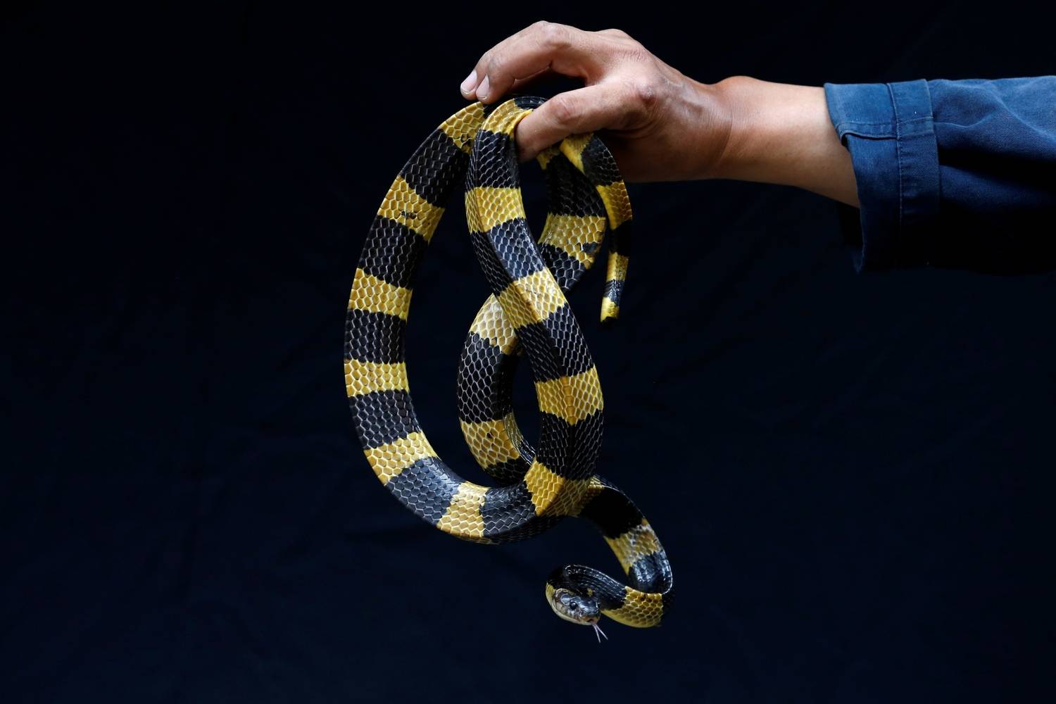 Cobras na Tailândia: tudo sobre a infestação dos animais