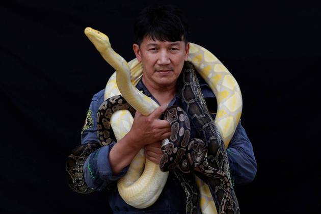 Cobras na Tailândia: tudo sobre a infestação dos animais