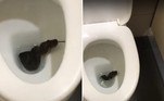 A cobra acima foi flagrada dentro do vaso sanitário de um banheiro público e tem deixado internautas de cabelo em pé