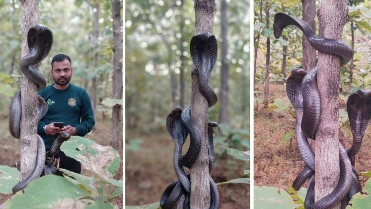 Está aí uma imagem que não se vê todo dia: três cobras altamente venenosas, especialistas em devorar outras cobras, foram vistas juntas, na mesma árvore, em um clima de mais sincera amizade