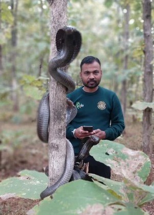 A imagem bastante incomum surpreendeu positivamente Guide, há 20 anos um especialista local em resgate de cobras